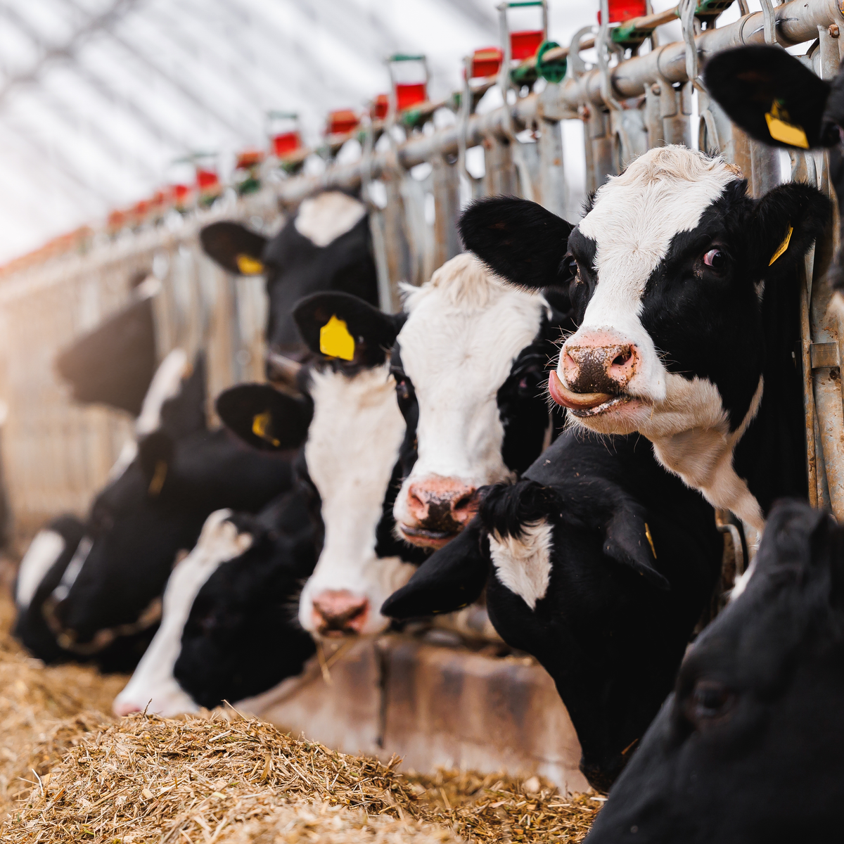 Compressed Air for Dairy Farms and Milk Plants: What You Actually Need