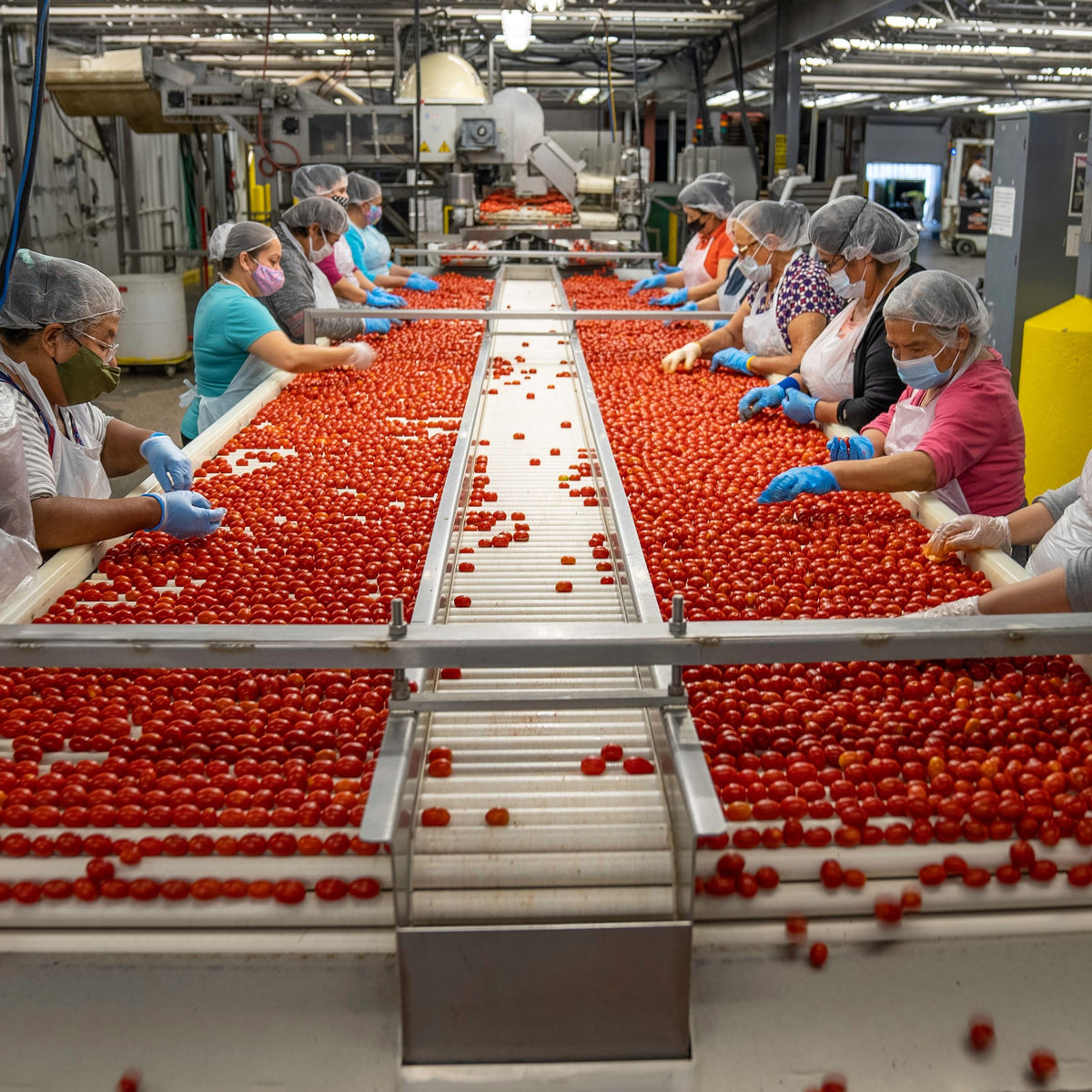 Compressed Air for Produce Packing Houses: Sorters, Bagging, and the Cold Room