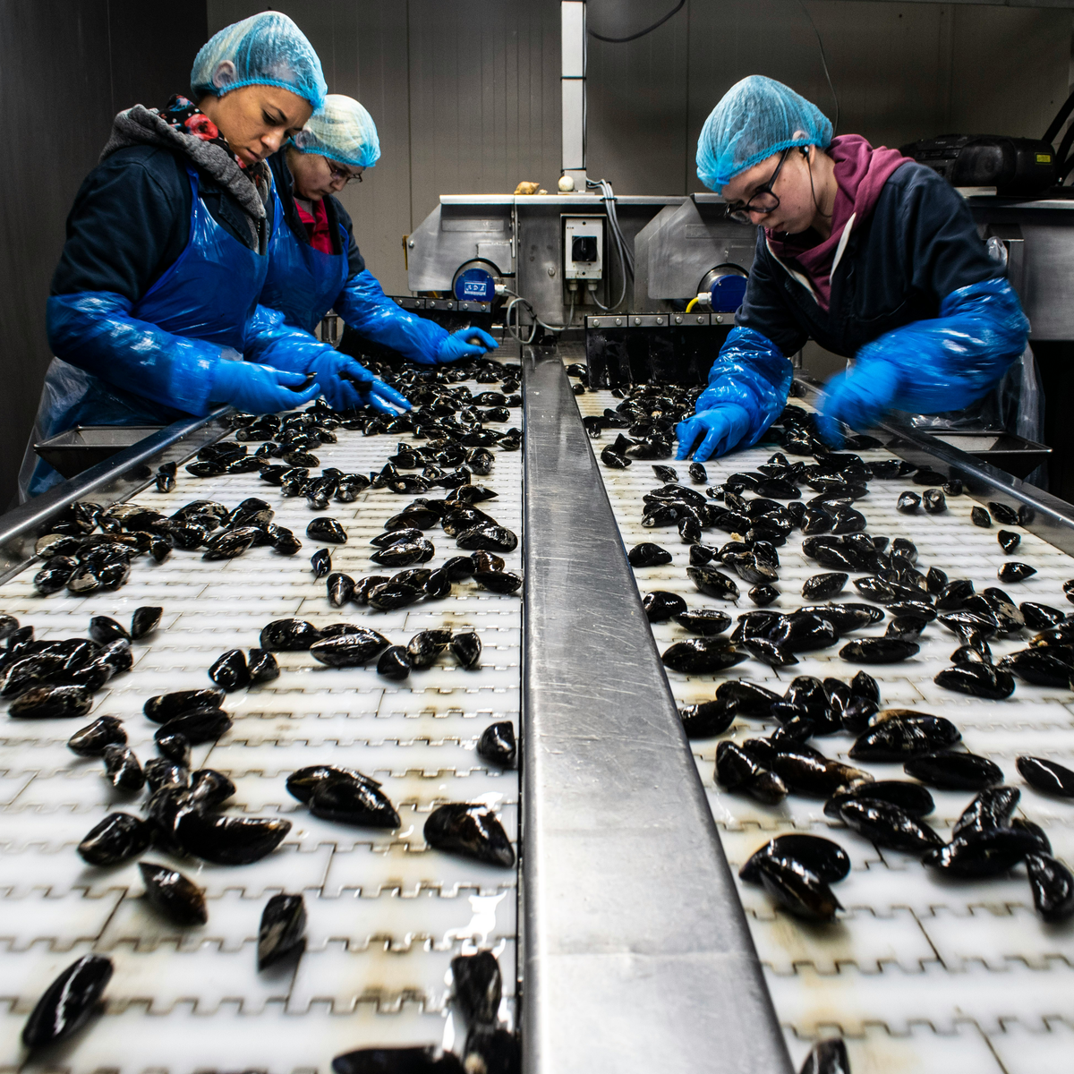 Compressed Air for Seafood Processing Plants: Wet, Cold, and Full of Salt