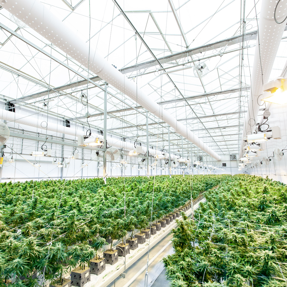 Compressed Air for Cannabis Cultivation and Extraction
