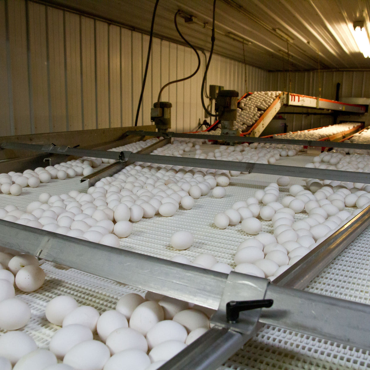 Compressed Air for Egg Processing Plants: Washers, Graders, Packers and the Cooler
