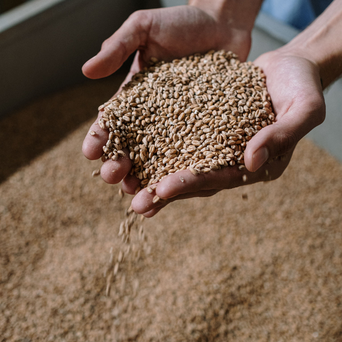 Compressed Air for Grain Elevators and Feed Mills: What You Actually Need