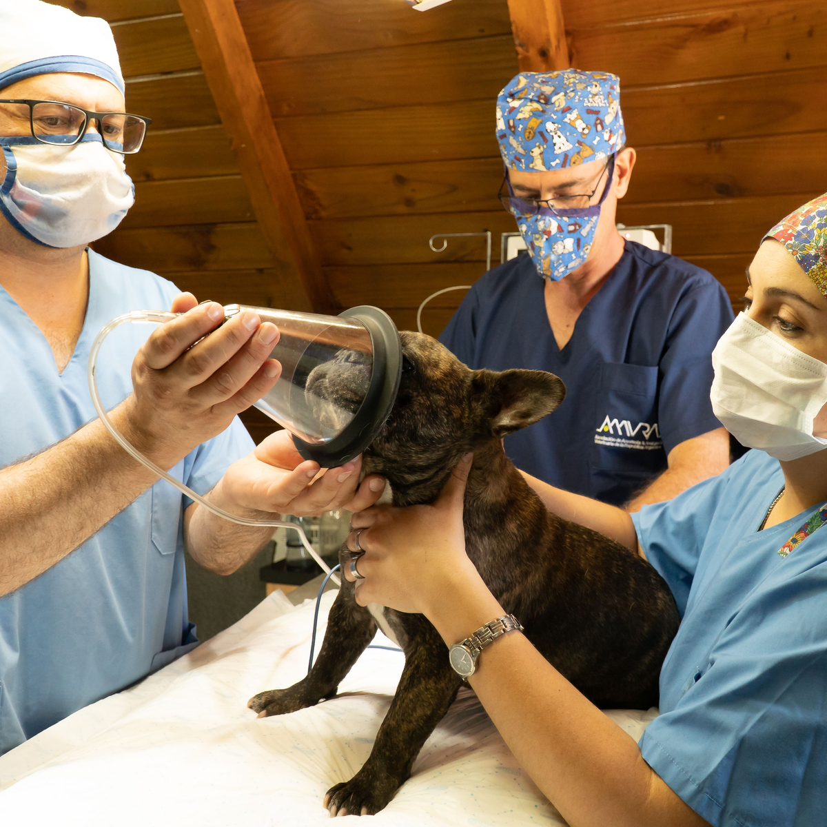 Compressed Air for Veterinary Clinics: What a Practice Actually Needs