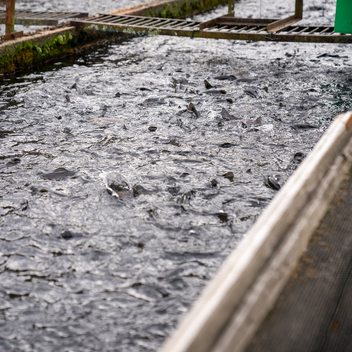 Compressed Air for Aquaculture and Fish Hatcheries: What You Actually Need